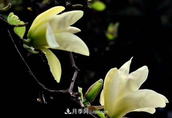 南陽(yáng)黃玉蘭的繁殖和養護(圖1)