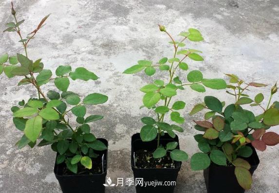 盆栽月季小苗快速發(fā)芽長(cháng)筍，生根才是唯一重要的(圖1)