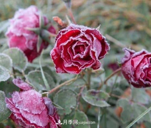 盆栽月季花冬季管理必知，修剪、防凍、防風(fēng)(圖1)