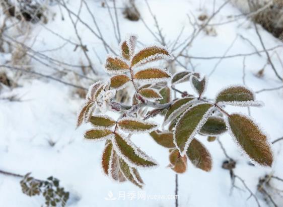 盆栽月季花冬季管理必知，修剪、防凍、防風(fēng)(圖2)