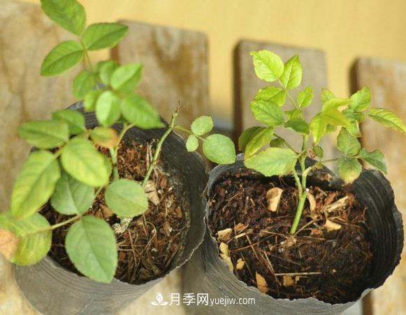 月季牙簽苗如何養壯？七招教你種出健康月季花(圖1)