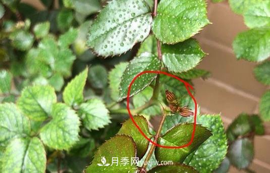 月季盲枝如何分辨？剪不剪？(圖3)