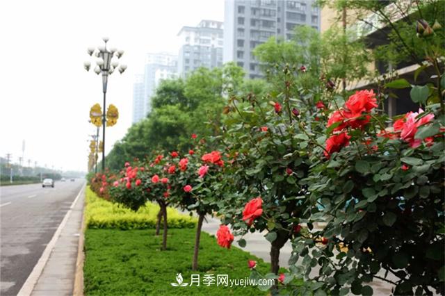家鄉之景 發(fā)展月季綠化苗木奔小康(圖2)