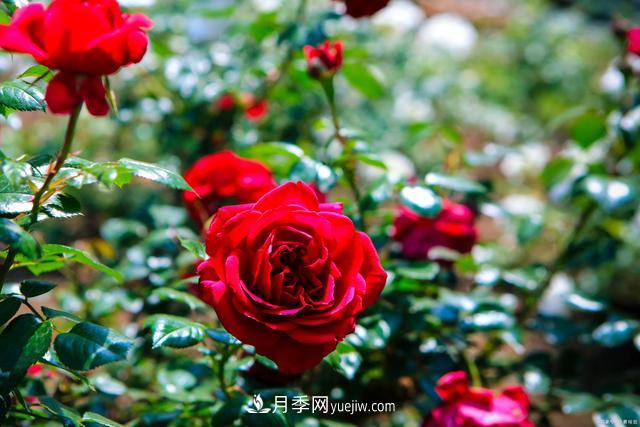 家鄉之景 發(fā)展月季綠化苗木奔小康(圖1)