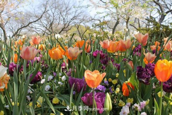 玫瑰要交專(zhuān)利費 花卉消費還能“香”多久(圖1)