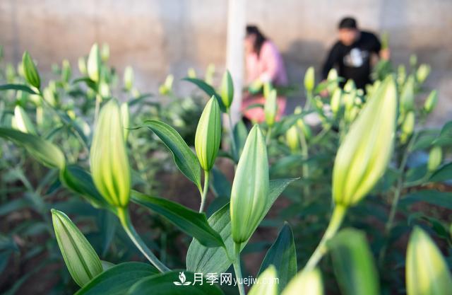 遼寧凌源：特色花卉產(chǎn)業(yè)助農增收(圖1)