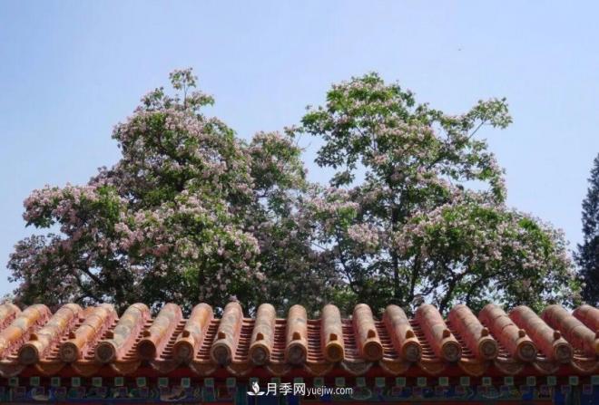 2021年楸樹(shù)需求量將爆發(fā)式增長(cháng)，苗木人可占據商機(圖3)