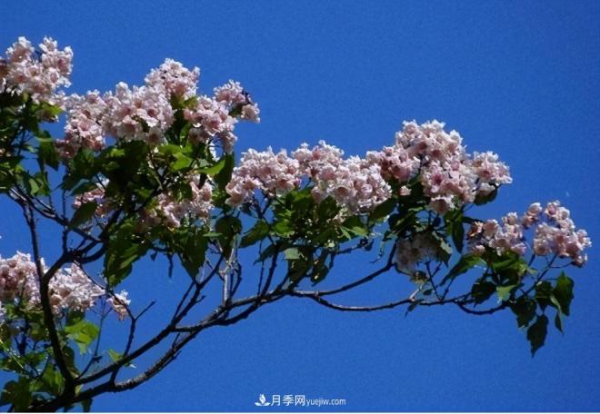 2021年楸樹(shù)需求量將爆發(fā)式增長(cháng)，苗木人可占據商機(圖4)