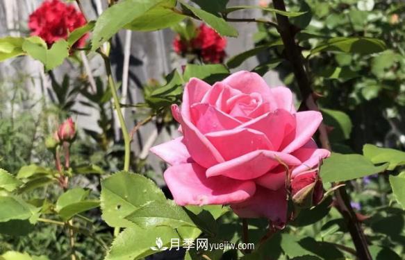 癡迷花花草草，月季讓我愛(ài)不釋手(圖2)