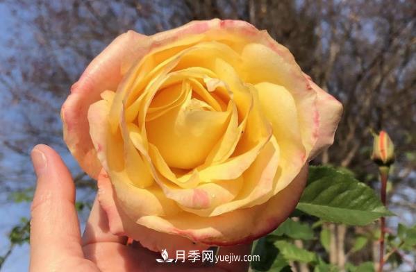癡迷花花草草，月季讓我愛(ài)不釋手(圖1)