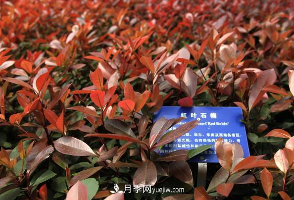 南陽(yáng)紅葉石楠，多元造型與養護，低端苗木玩出高大上(圖1)