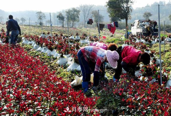 南陽(yáng)紅葉石楠，多元造型與養護，低端苗木玩出高大上(圖2)