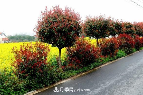 南陽(yáng)紅葉石楠，多元造型與養護，低端苗木玩出高大上(圖3)