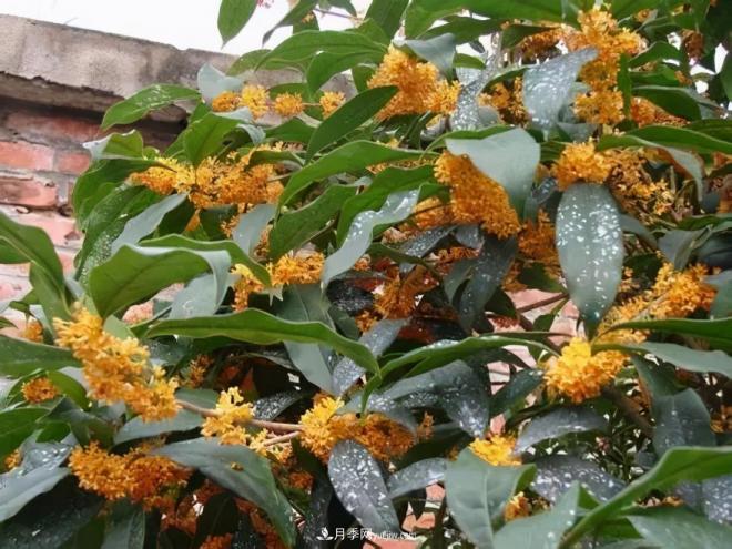 南陽(yáng)桂花多達45個(gè)品種，漲知識了(圖2)