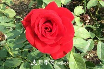 香水月季的養法(圖1)