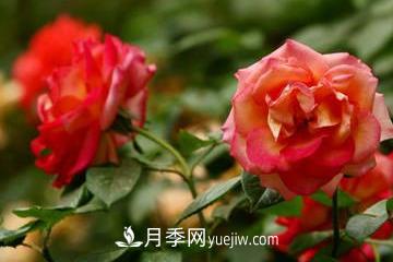 香水月季的養法(圖3)