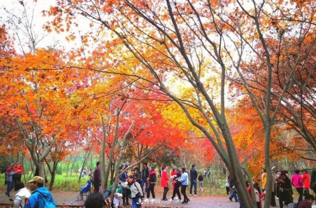 2020年火爆的叢生樹(shù)，2021年還會(huì )火下去嗎？(圖4)