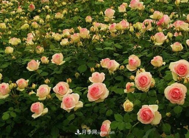藤本月季有“2件傻事”不要做，否則明年花量“少1半”(圖3)