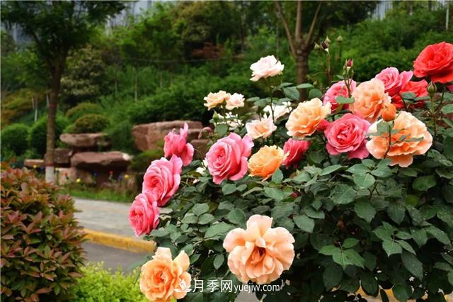 北方地區庭院花木冬季養護關(guān)鍵措施(圖1)