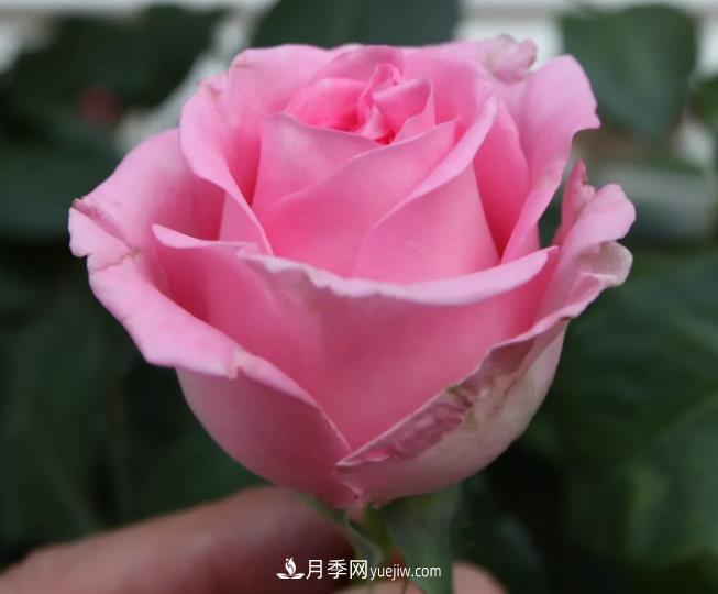 蘇醒月季，適合南方夏天的切花月季品種(圖2)