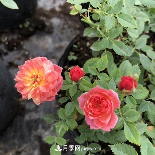 喜歡捉迷藏，但是容易暴露的“法國小姐月季”(圖1)