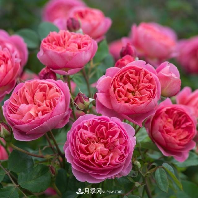 熱銷(xiāo)的8種灌木月季品種，沒(méi)養的都后悔了(圖1)