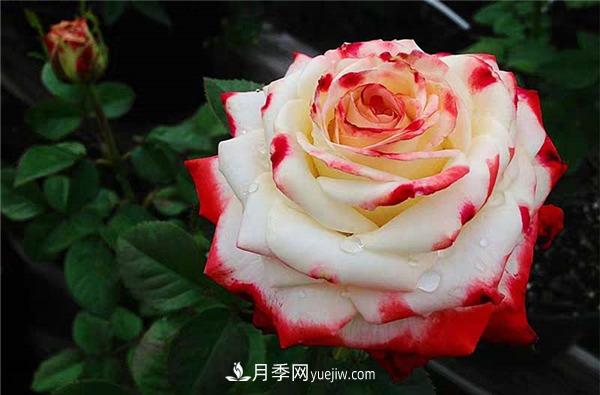 法拉皇后月季，一個(gè)優(yōu)秀的小眾月季(圖2)