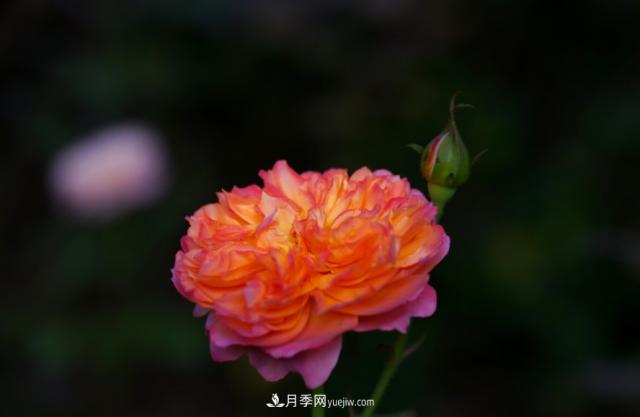 歐月月季種一棵長(cháng)一片，陽(yáng)臺庭院都能養，見(jiàn)過(guò)的人都喜歡(圖2)