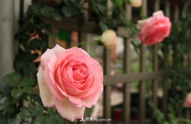 歐月月季種一棵長(cháng)一片，陽(yáng)臺庭院都能養，見(jiàn)過(guò)的人都喜歡(圖3)
