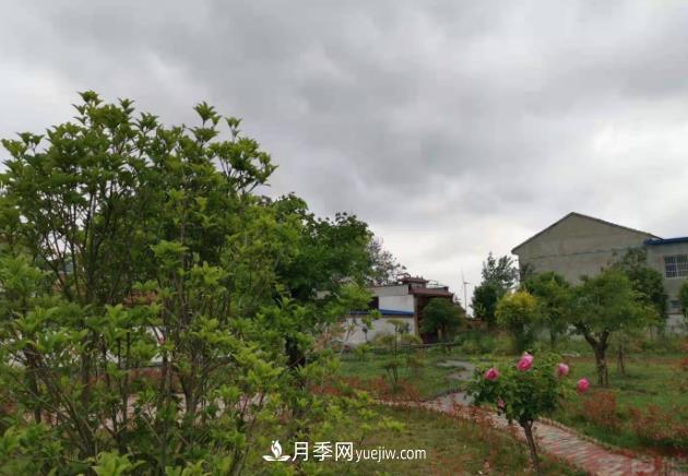 十三五以來(lái)，許昌市累計完成林業(yè)生態(tài)建設面積120余萬(wàn)畝(圖1)