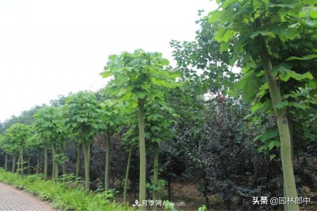 園林綠化中常用的法國梧桐，與古人詩(shī)詞中的梧桐是一種樹(shù)么？(圖2)