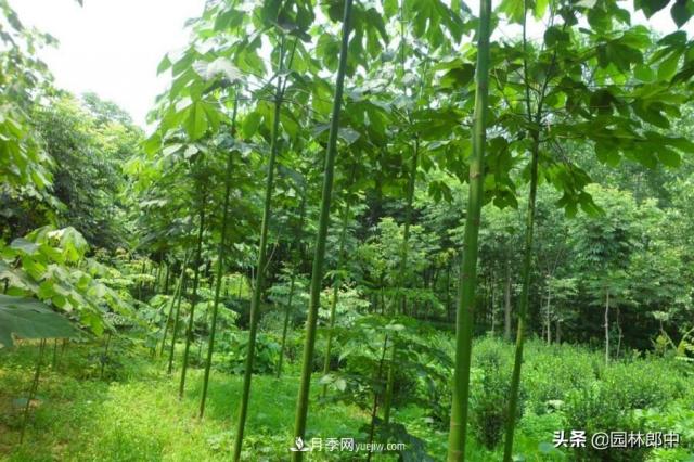園林綠化中常用的法國梧桐，與古人詩(shī)詞中的梧桐是一種樹(shù)么？(圖5)