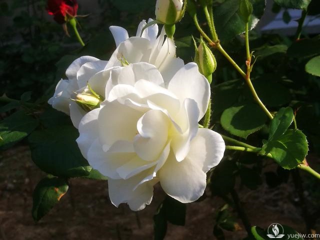 管理月季花的計劃表，二月份月季養護要怎么做？(圖1)