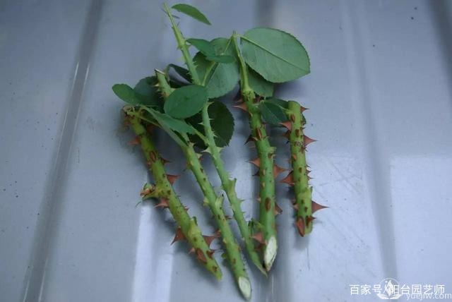 扦插月季從這三點(diǎn)開(kāi)始，成活率相當高了(圖1)