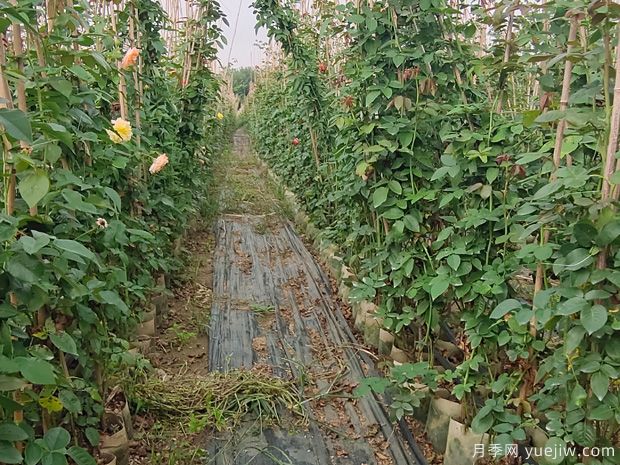 南陽(yáng)藤本月季基地，1.5-2米爬藤月季出售量大(圖3)