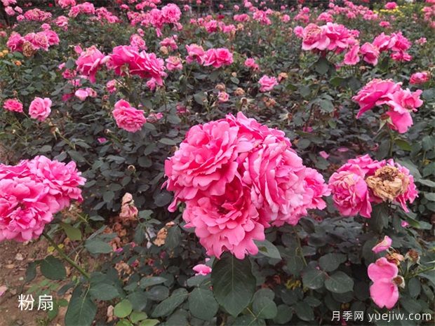 大花月季中的粉扇栽培技術(shù)，你知道嗎(圖1)