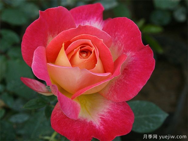 現代樹(shù)狀月季在園林景觀(guān)中的廣泛應用，一起來(lái)看看吧(圖1)