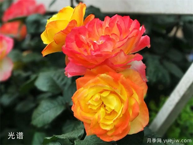 樹(shù)狀月季總生病，教給你幾招，輕松解決！(圖1)