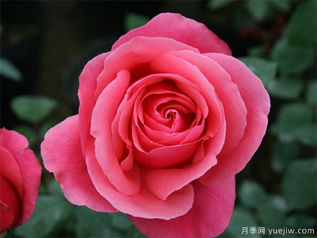 大花地栽月季，哪三點(diǎn)養護不可少呢？(圖1)