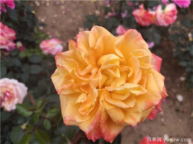 樹(shù)狀月季為什么會(huì )變形？應該如何避免？(圖1)