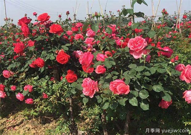 南陽(yáng)月季花農的12個(gè)月份工作安排表(圖1)