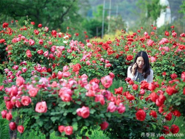 南陽(yáng)月季花農的12個(gè)月份工作安排表(圖2)