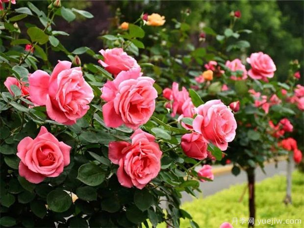 南陽(yáng)月季花農的12個(gè)月份工作安排表(圖3)