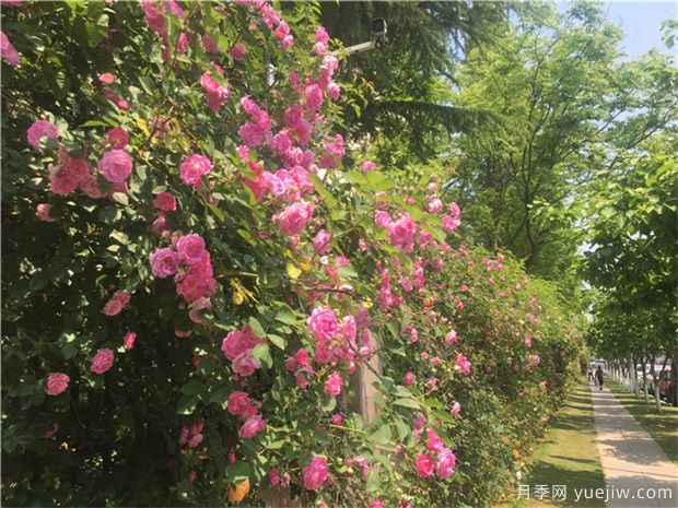 可以在冬季觀(guān)賞的樹(shù)種推薦，彩色苗木受歡迎(圖1)