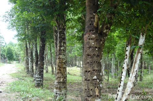 中國十大珍貴樹(shù)種，名貴樹(shù)木(圖1)