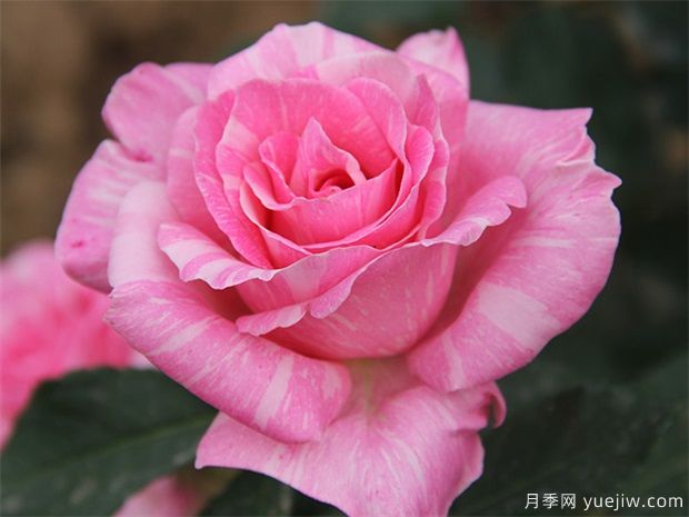 月季花的繁殖方法，栽培要點(diǎn)，花期調節，采收貯運(圖1)