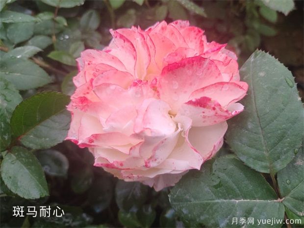 種植樹(shù)狀月季苗用什么土比較合適呢？(圖1)