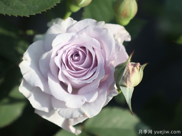 霽色月季的優(yōu)缺點(diǎn)是什么？(圖1)
