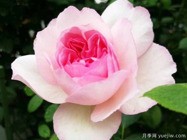 伊芙逸話(huà)月季(圖2)