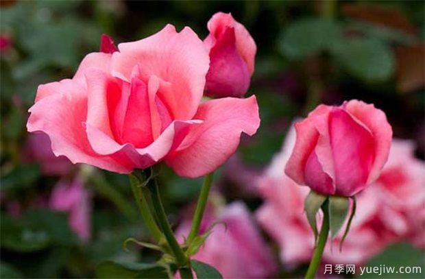 一般盆栽月季花卉什么時(shí)間修剪好？(圖1)